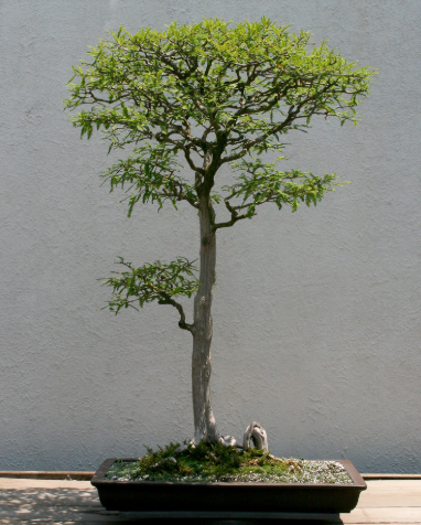 www.bonsai-nbf.org