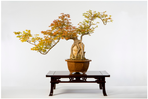 www.bonsai-nbf.org