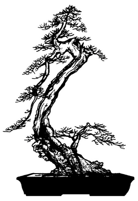 www.bonsai-nbf.org