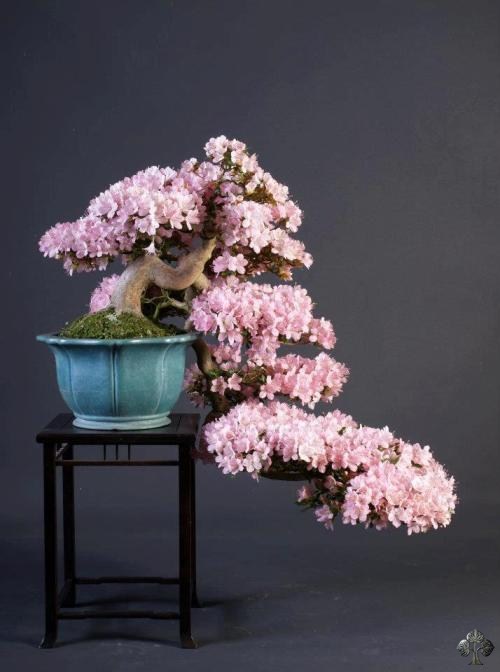 09-teunis-jan-bonsai.jpg