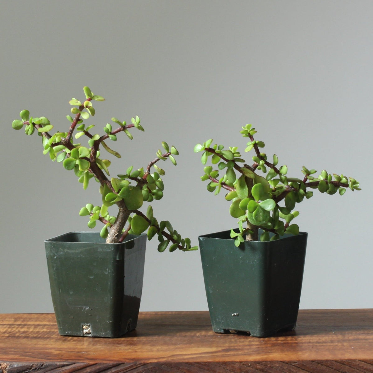www.bonsaify.com
