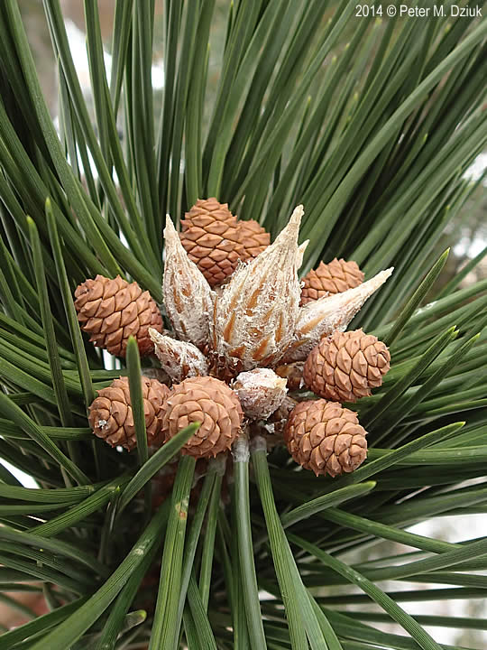 pinus-nigra-6765438976-4.jpg