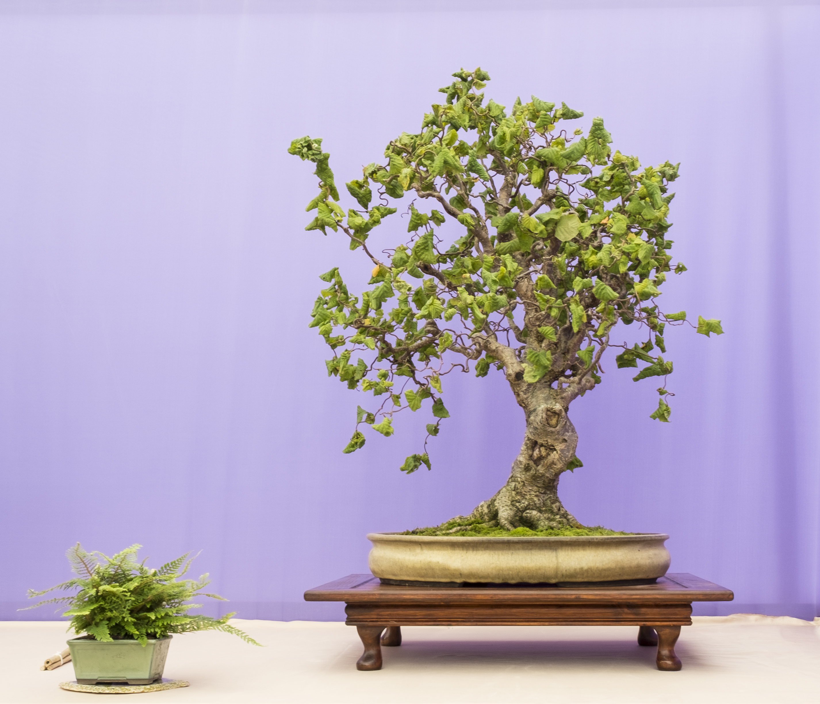 www.nibonsai.co.uk