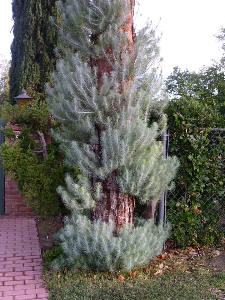 Pinus%20canariensis%20juvenile%20needles.jpg