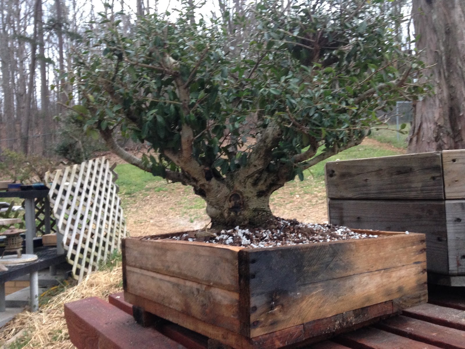 Re-potting-Yaupon-Holly-2%2B015.jpg