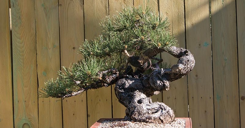 walter-pall-bonsai.blogspot.com