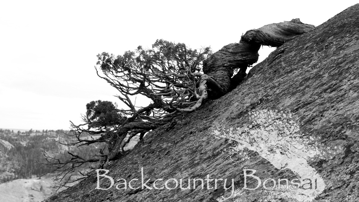 backcountrybonsai.wordpress.com