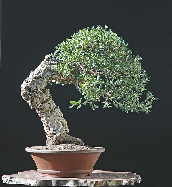 walter-pall-bonsai.blogspot.com