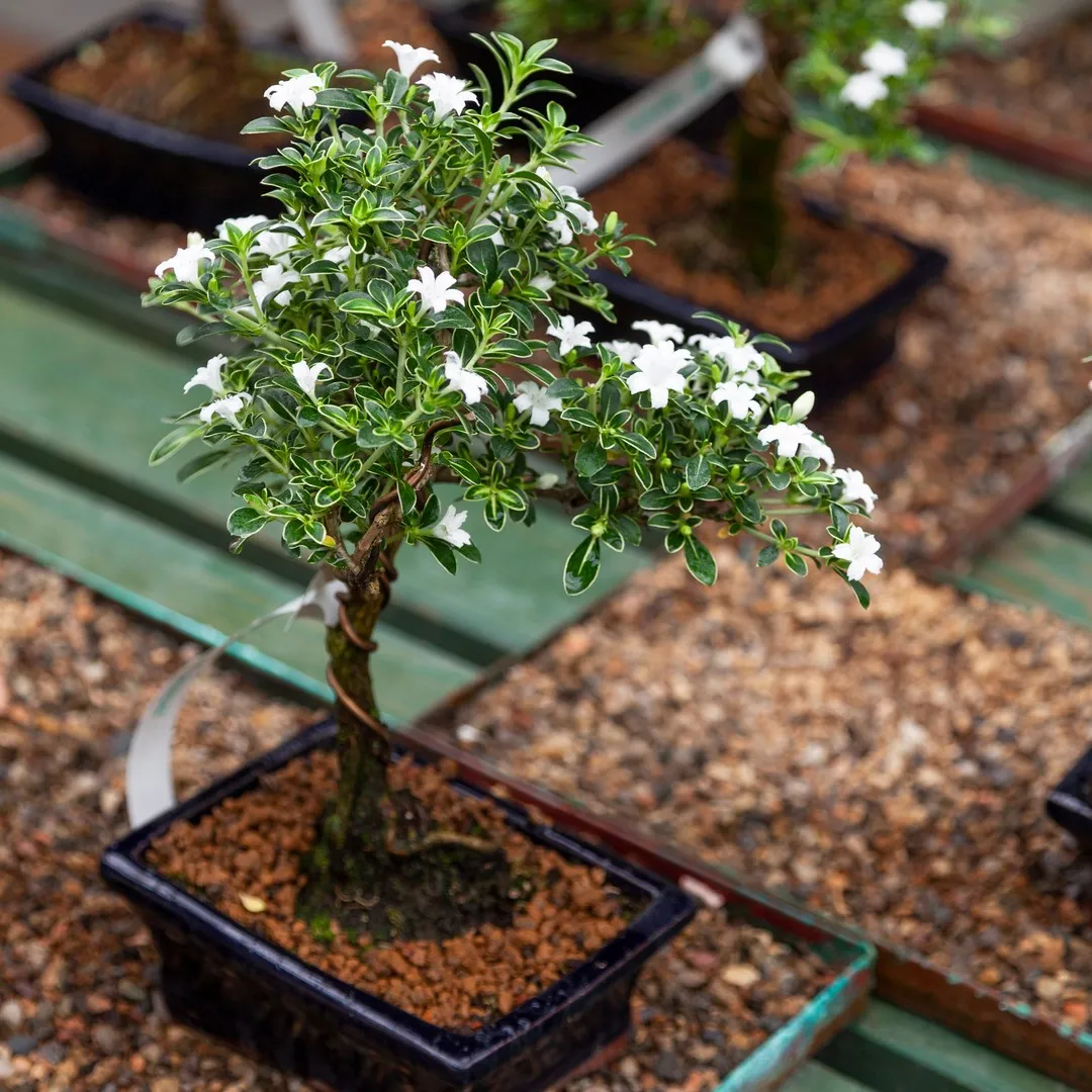 www.bonsaimary.com
