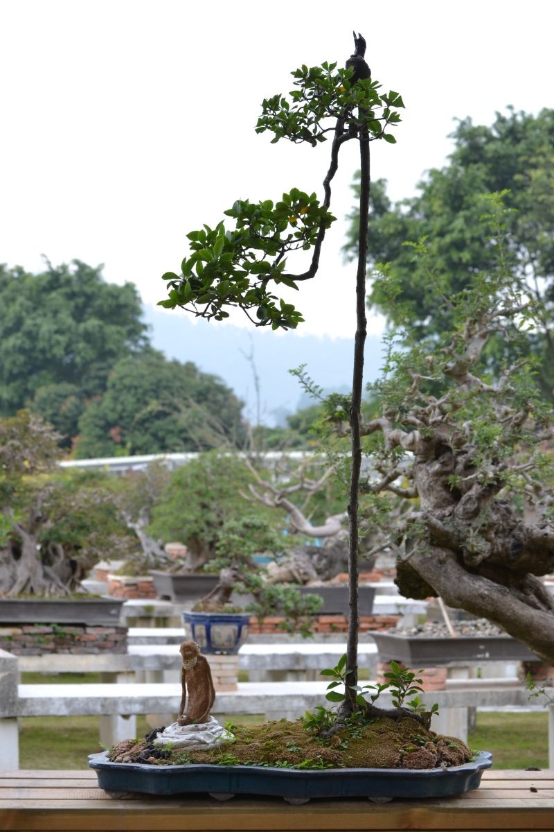 quyi-yuan-penjing-028.jpg