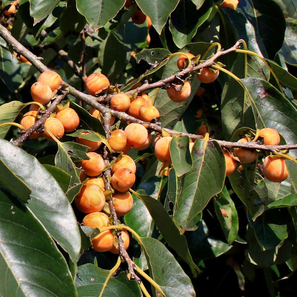 Date_Plum_-_Diospyros_lotus_Fruit-_cc_1140x.jpg