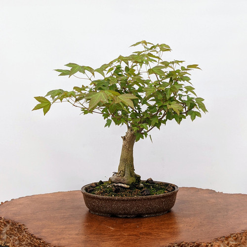 www.nebonsai.com