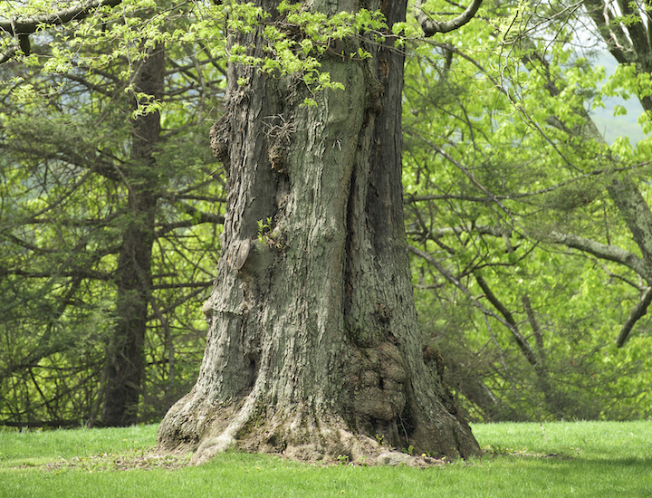 www.americanforests.org