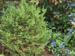 Image result for chamaecyparis thyoides