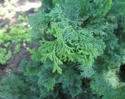 Image result for chamaecyparis thyoides