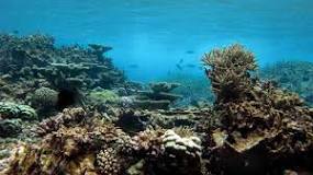 Image result for reef in new zealand