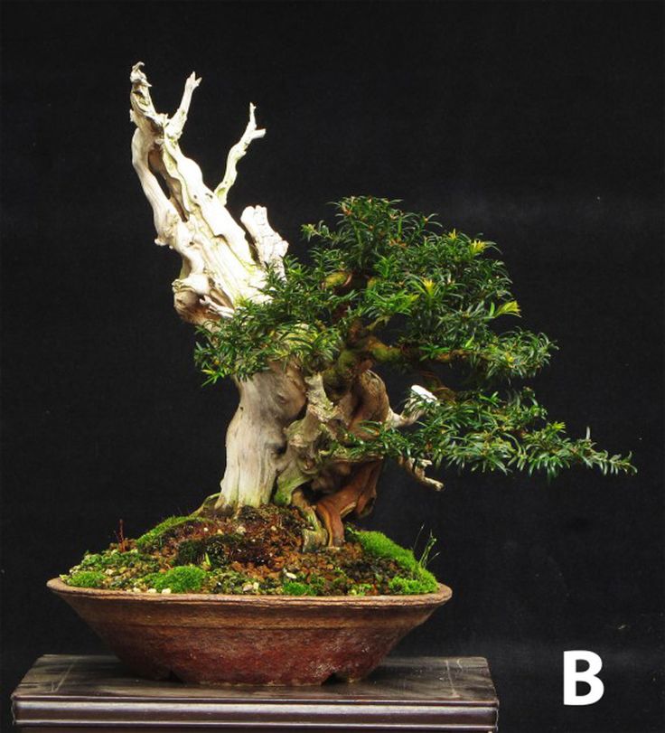 88f12accf9ae27fe09e1cc19e436e602--bonsai-garden-bonsai-trees.jpg