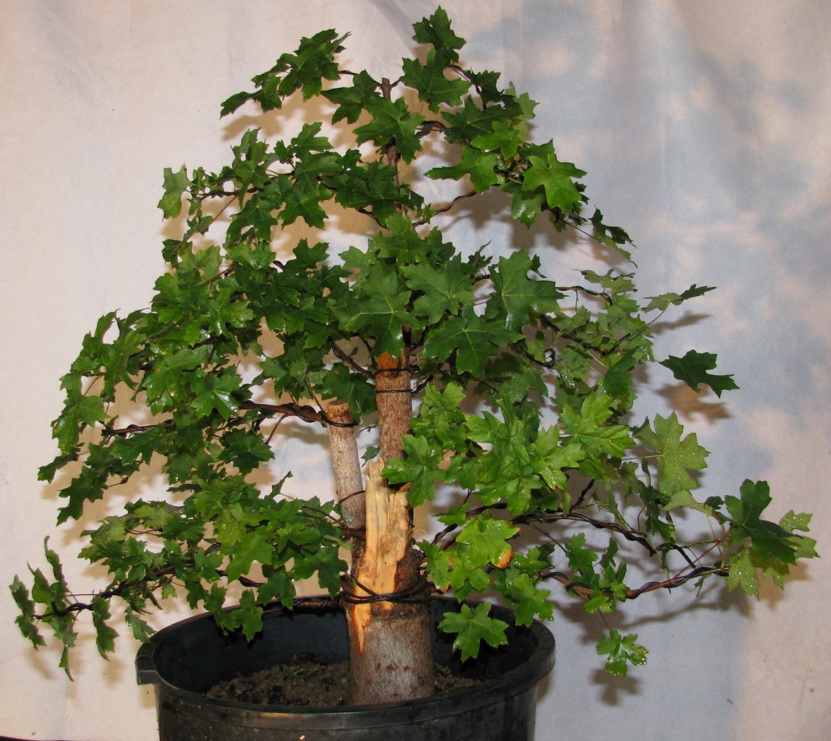 rockymtnbonsai.com