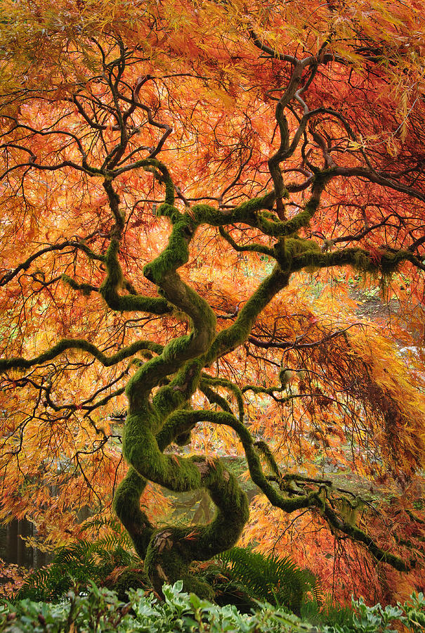 japanese-garden-maple-tree-greg-vaughn.jpg