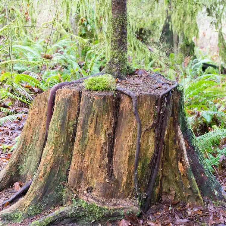 wrc-stump.JPG