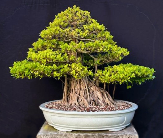 www.wigertsbonsai.com