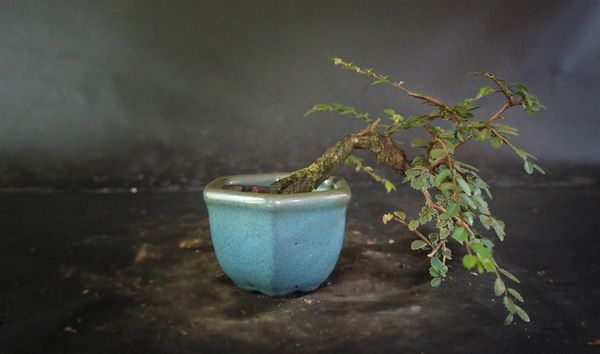 schleysbonsai.com