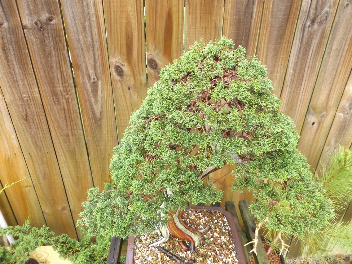 nebaribonsai.wordpress.com