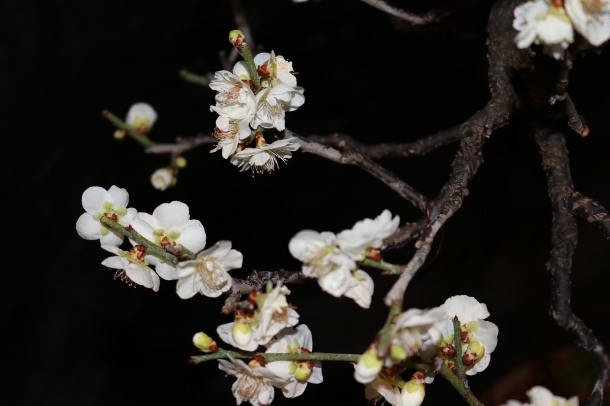 nebaribonsai.wordpress.com