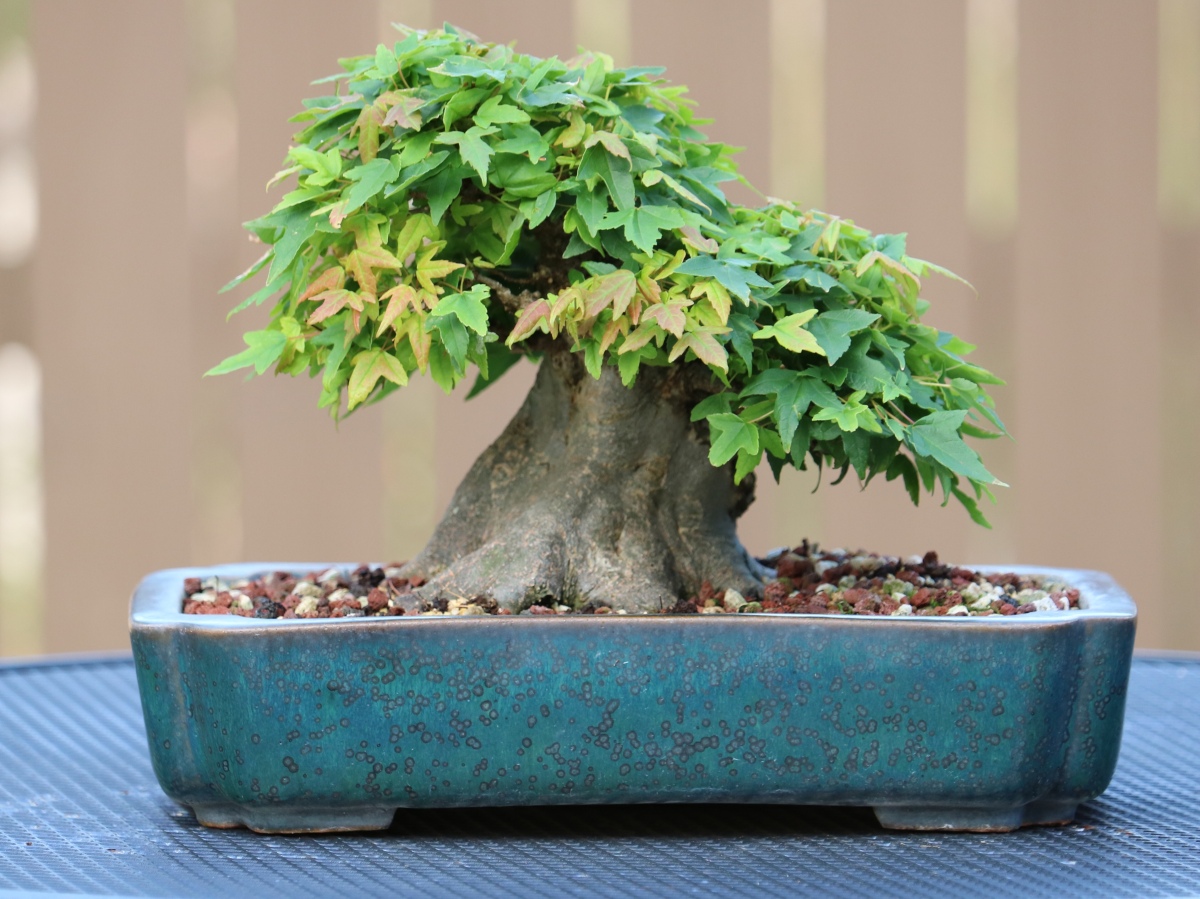 nebaribonsai.wordpress.com