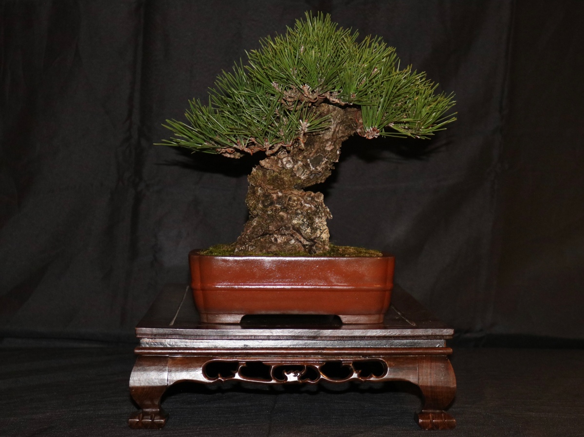 nebaribonsai.wordpress.com