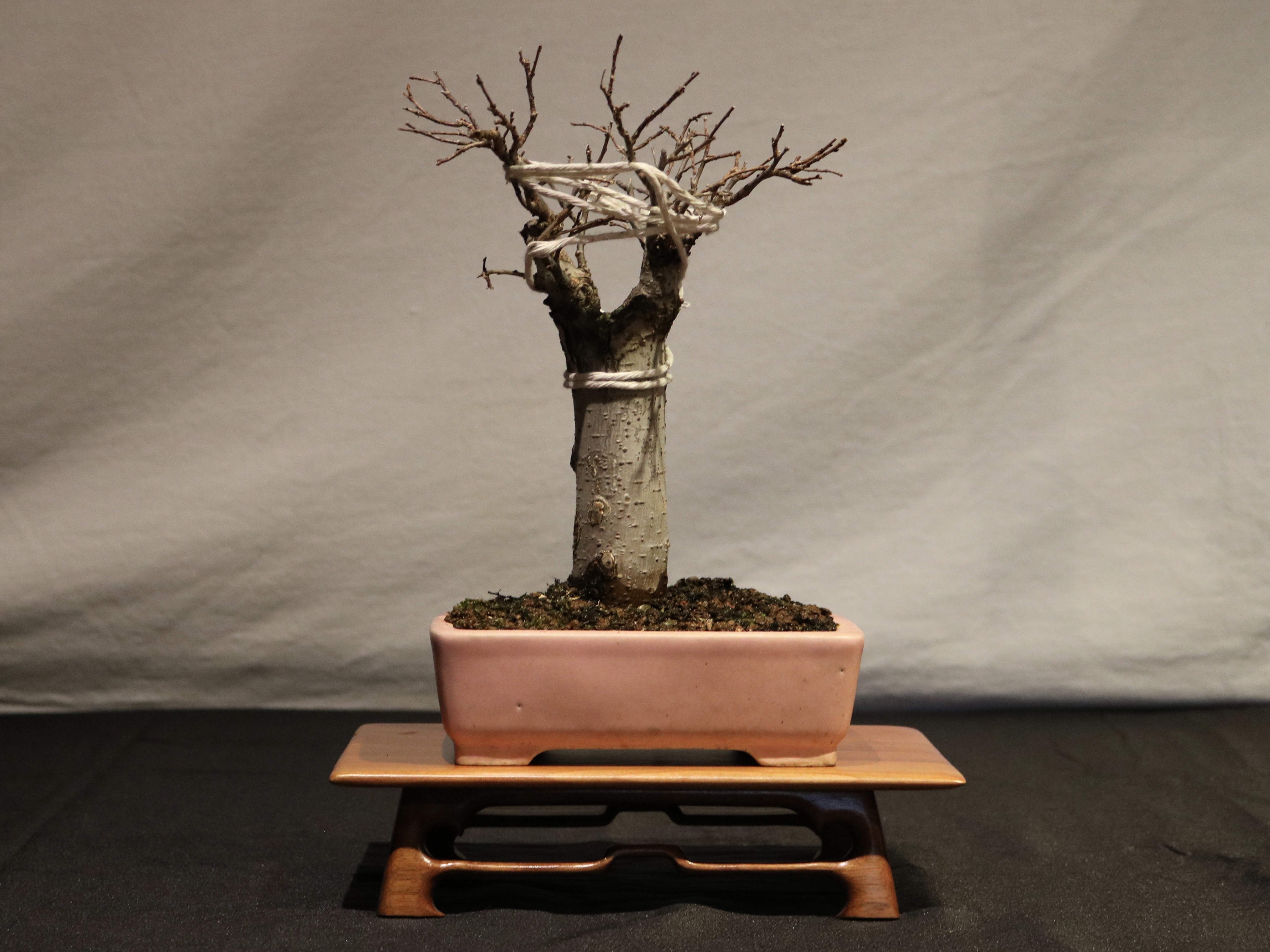 nebaribonsai.wordpress.com