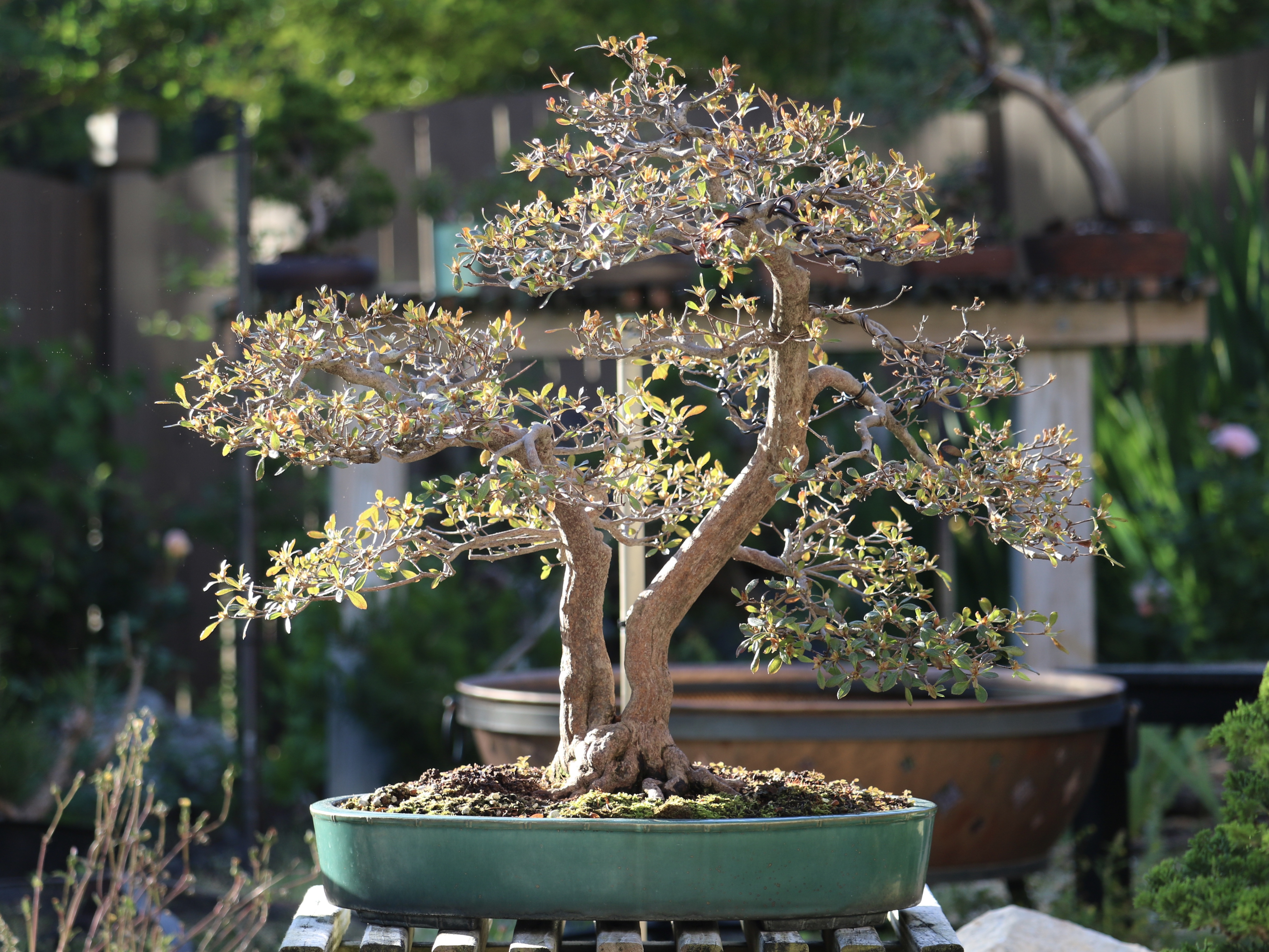 nebaribonsai.wordpress.com