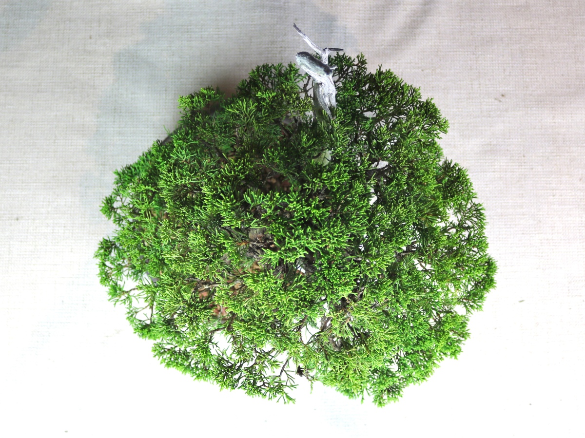 nebaribonsai.wordpress.com