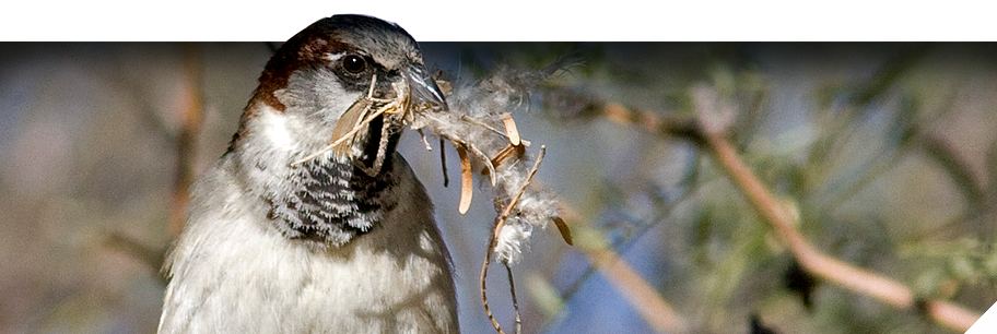 nestwatch.org