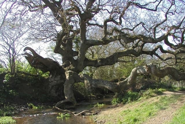 dragon-tree-woodland-trust.jpg