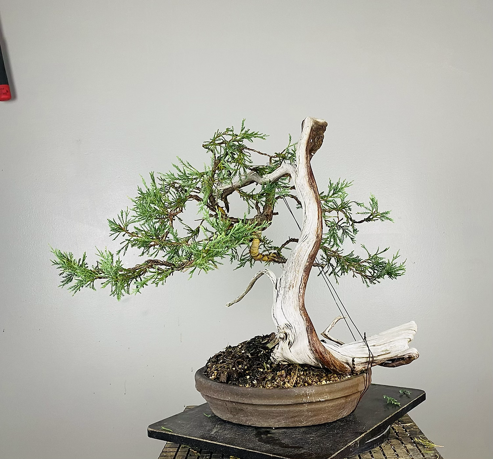 www.peacelovebonsai.com