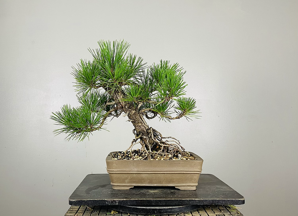 www.peacelovebonsai.com