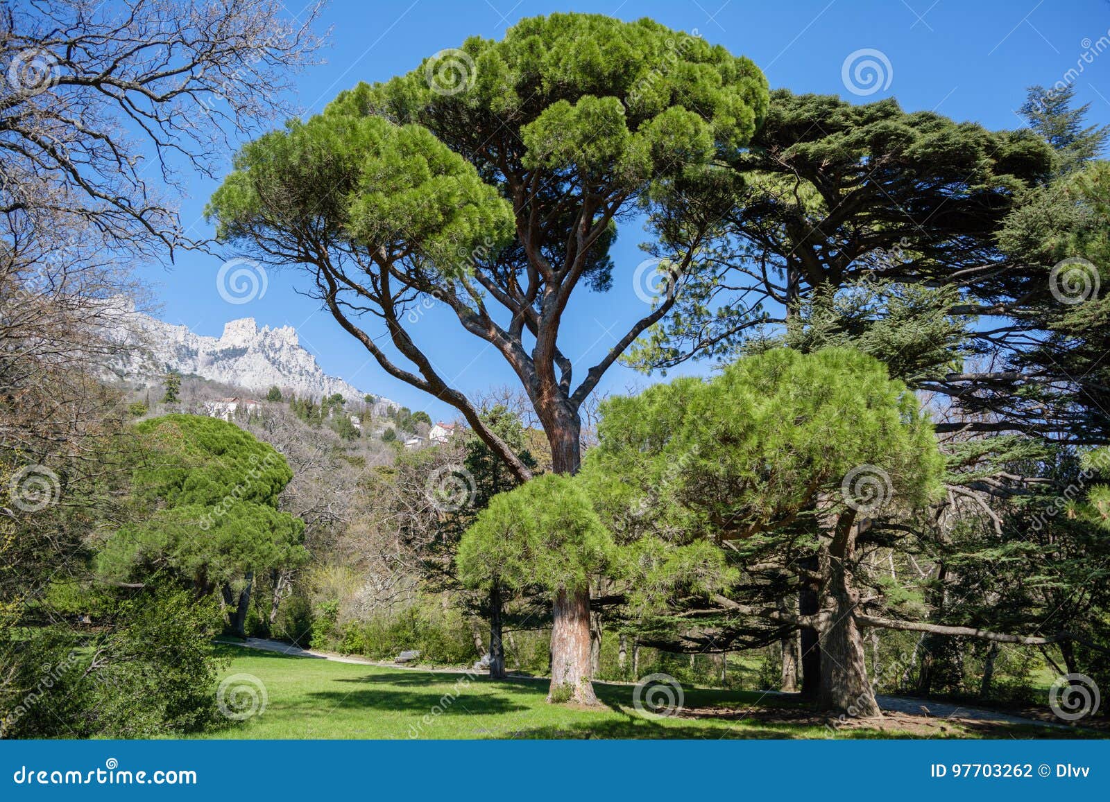 italian-stone-pine-pinus-pinea-front-ai-petri-mountain-background-crimea-vorontsov-palace-park-alupka-region-97703262.jpg