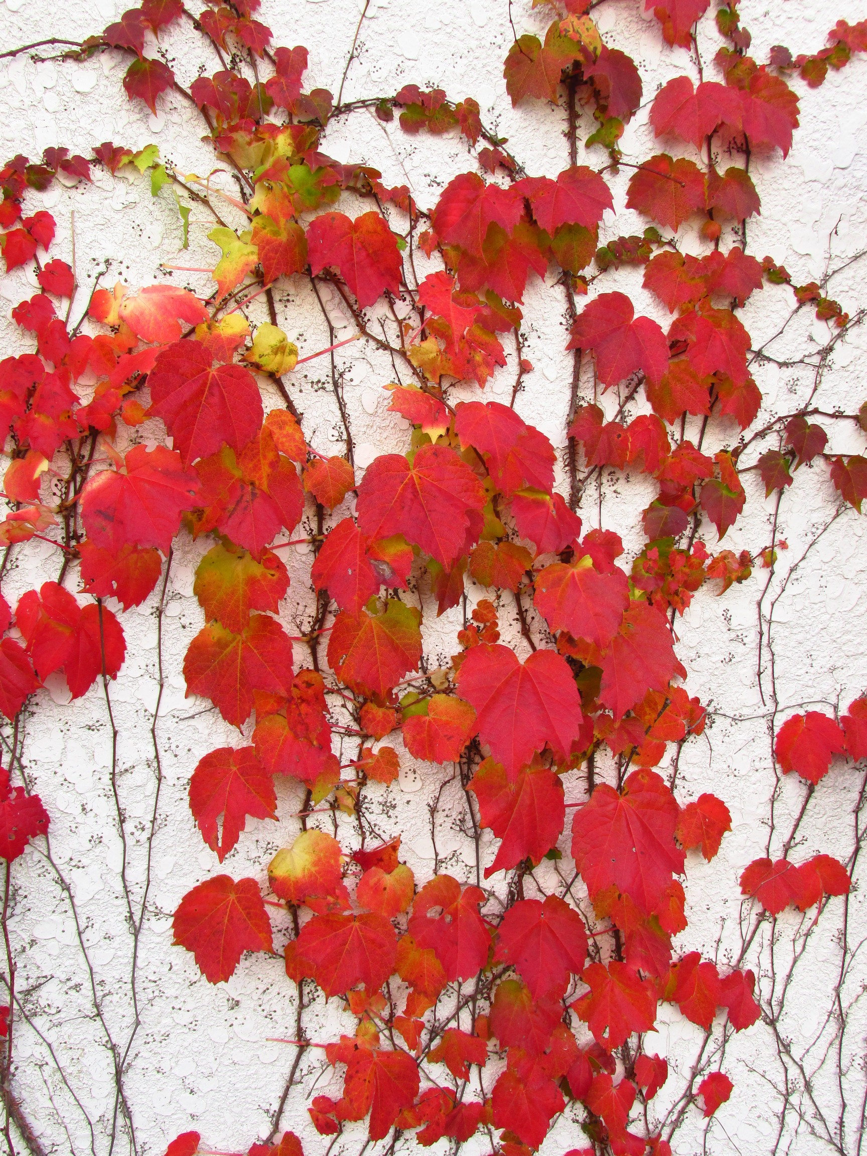 Parthenocissus_tricuspidata_IMG_4658.jpg