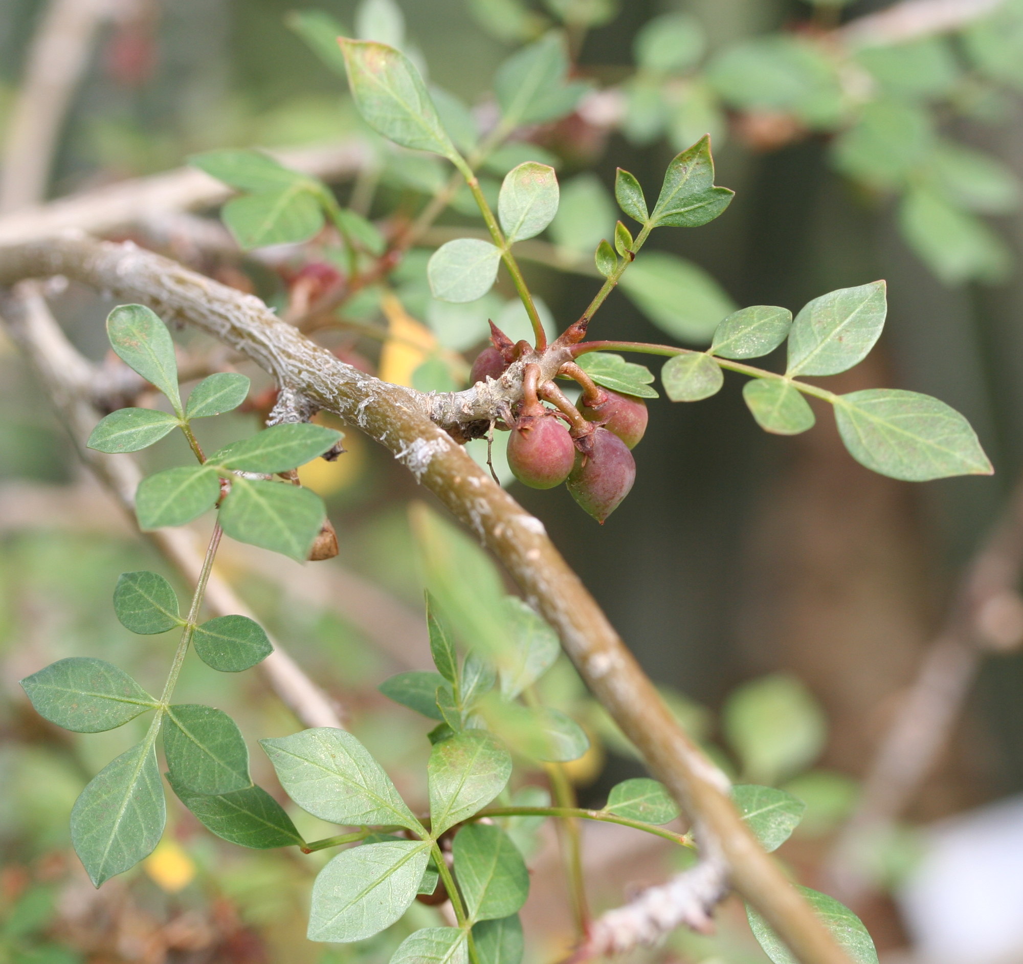 Bursera_fagaroides_03.jpg