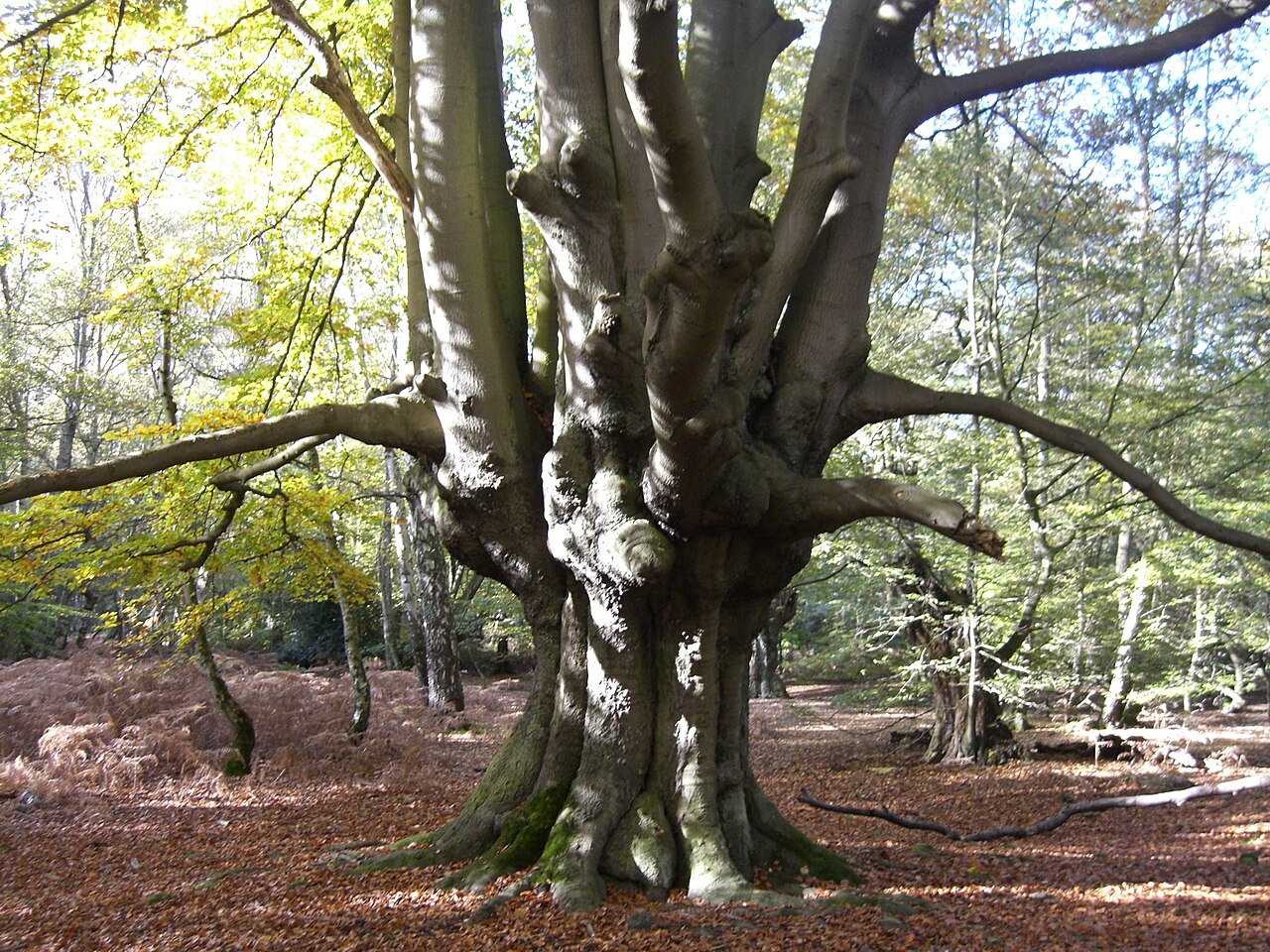 1280px-Epping_Forest_pollard.jpg