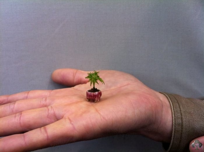 01-smallest-bonsai.jpg