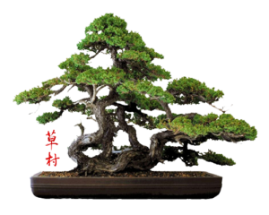 www.kusamurabonsai.org